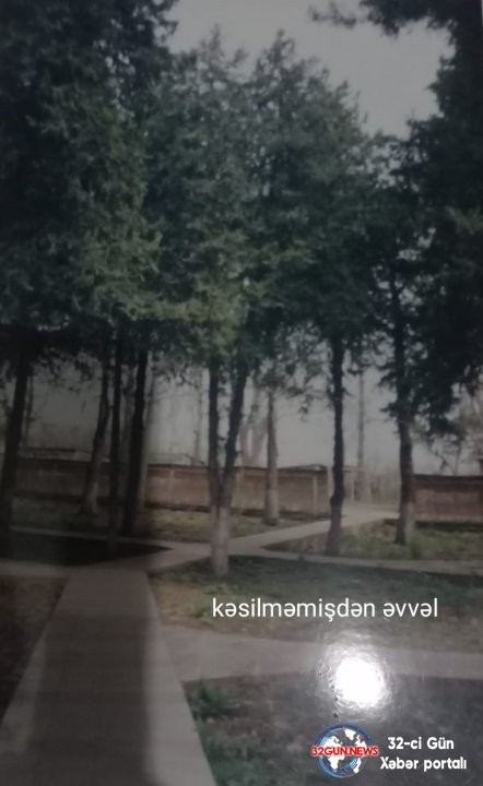 İcra başçısı "Qırmızı kitab"a düşən ağacları kəsdirir- VİDEOFAKT