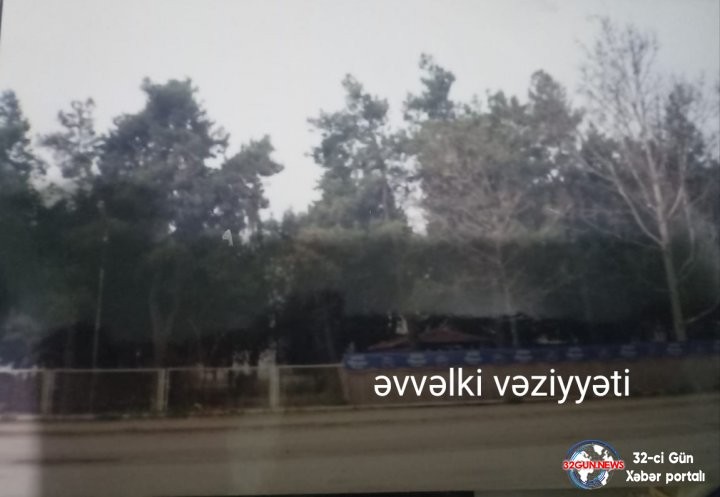 İcra başçısı "Qırmızı kitab"a düşən ağacları kəsdirir- VİDEOFAKT