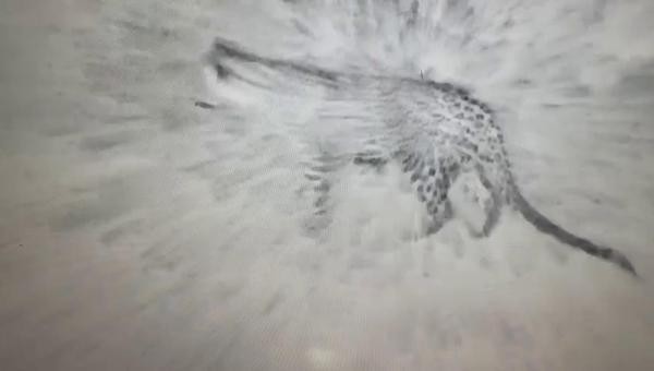 Türkiyə Azərbaycan sərhəddində bəbirGÖRÜNTÜLƏNDİ (FOTO)