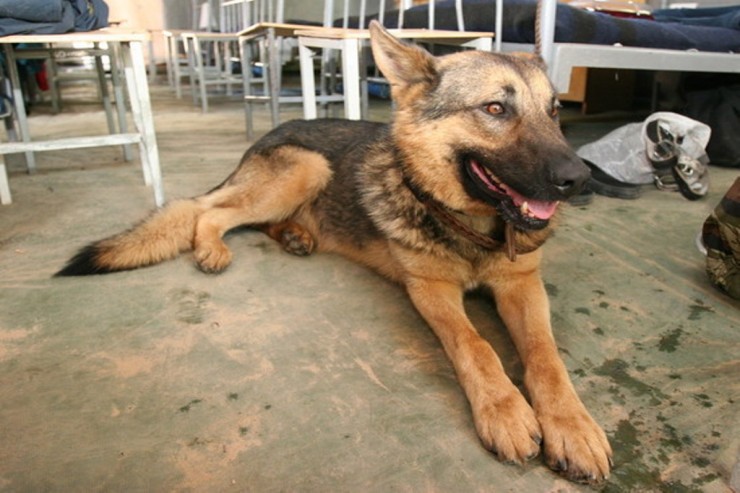 35 yaşlı qadın saxlanıldı -Polisin üzünə yumruq atıbmış