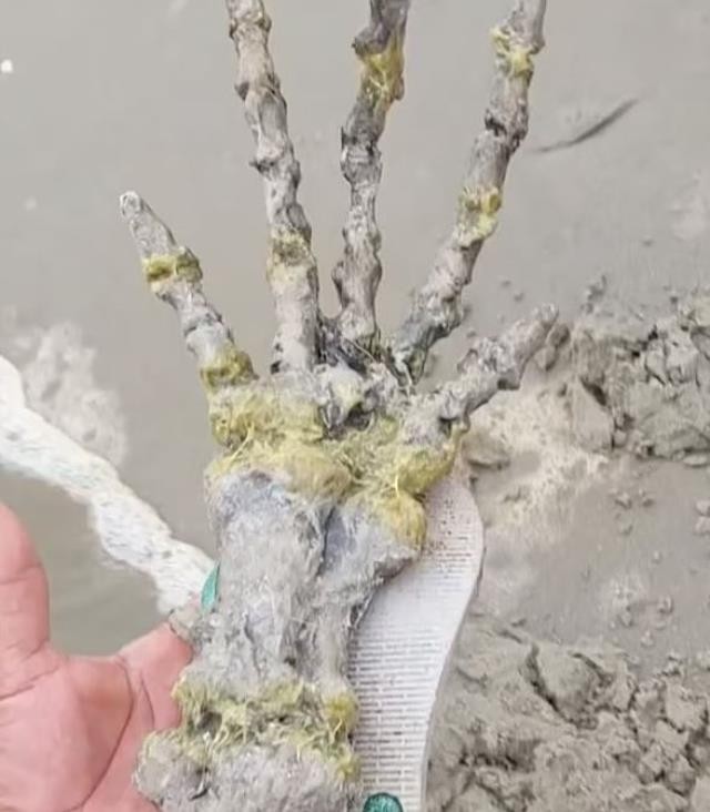 Dəniz kənarında sklet əl tapdılar- ŞOK VİDEO