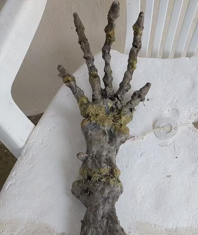 Dəniz kənarında sklet əl tapdılar- ŞOK VİDEO