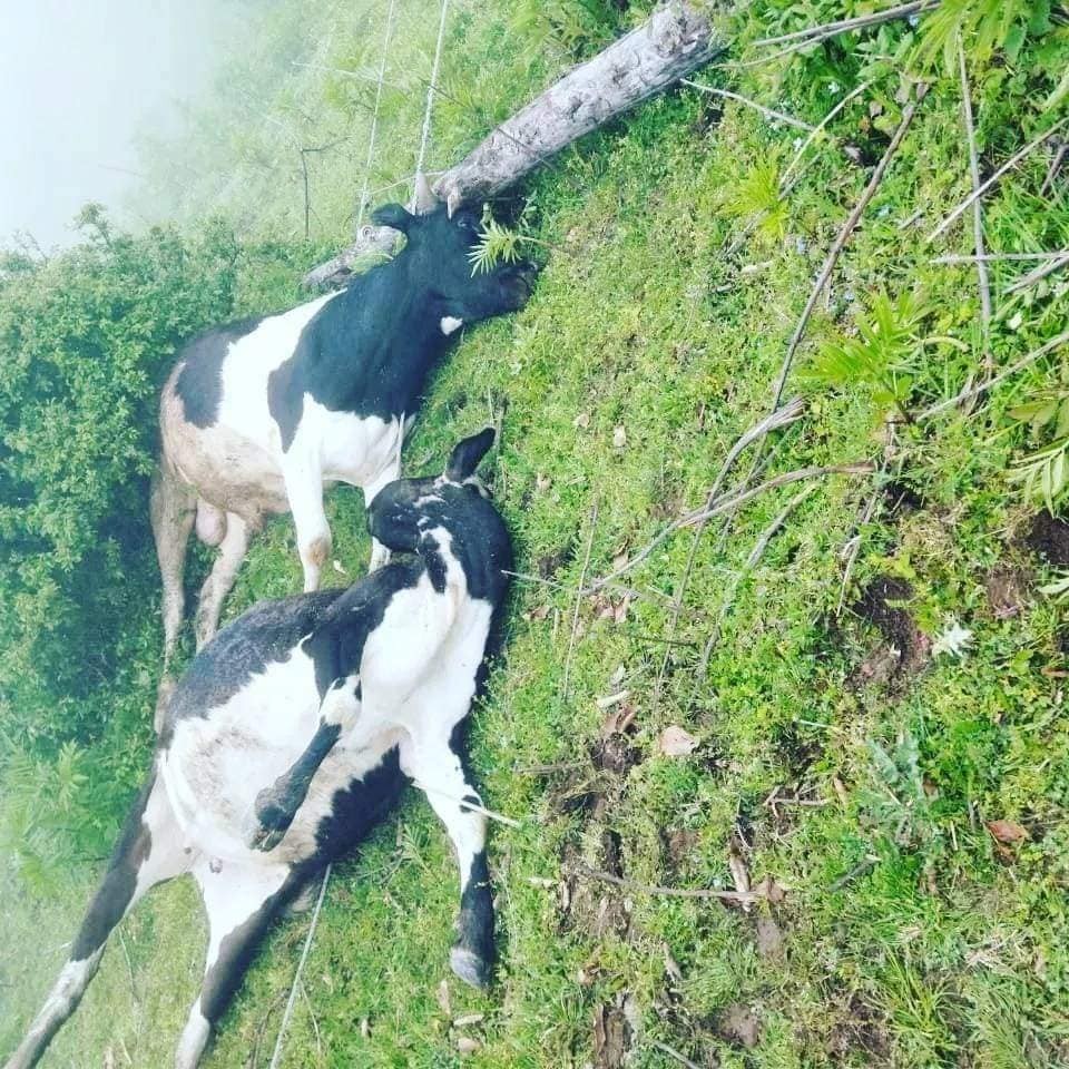 “Azərişıq” ASC-in səhlənkarlığı kəndliyə ziyan vurdu- İnsanlar ölümdən döndü, heyvanlar tələf oldu (FOTO)