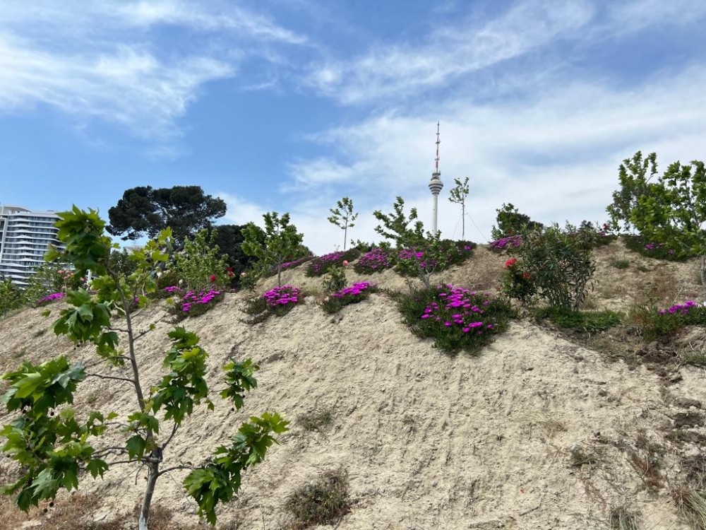 Bakının ən yaşıl parkındanFOTOREPORTAJ
