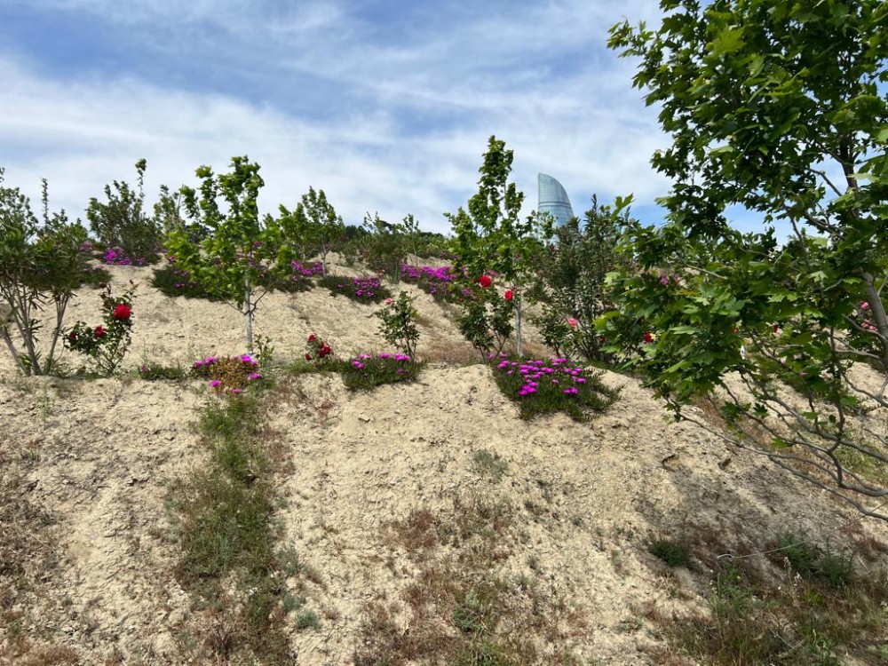 Bakının ən yaşıl parkındanFOTOREPORTAJ