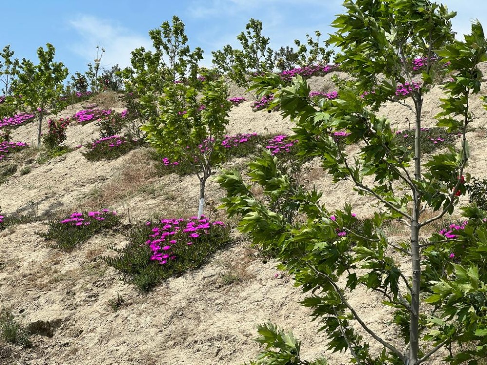 Bakının ən yaşıl parkındanFOTOREPORTAJ