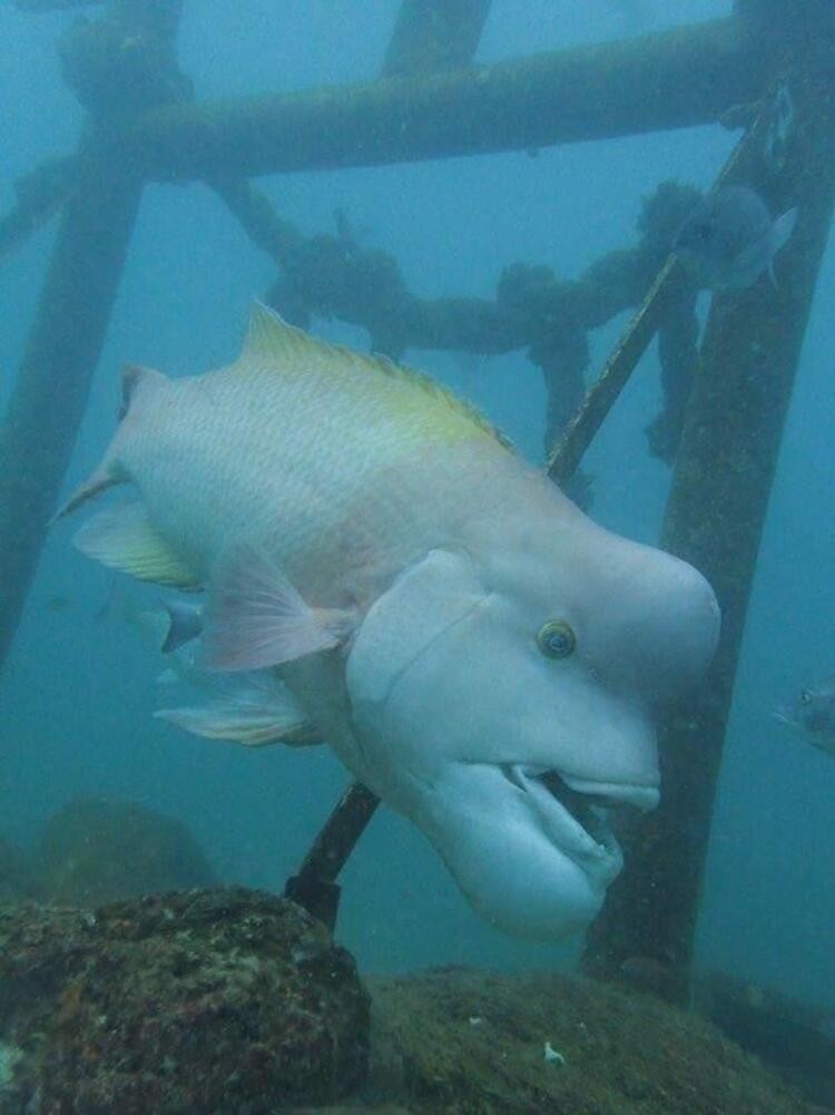 İnsan üzlü balığın bu görüntüsü viral oldu- FOTO+VİDEO