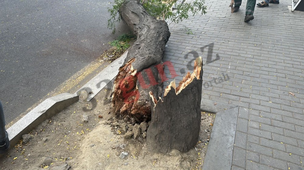 Ağac aşdı- “AP” serialı avtomobilə ziyan dəydi (VİDEO)