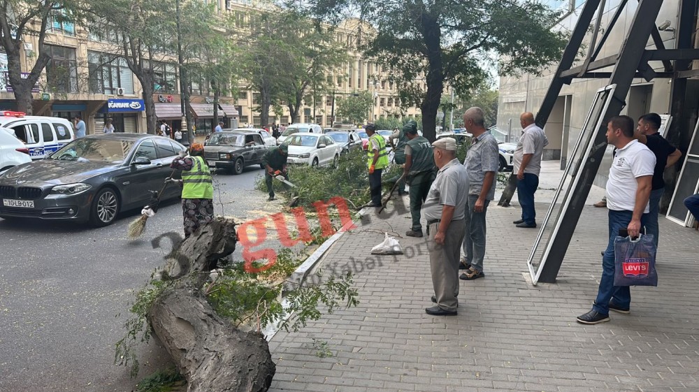 Ağac aşdı- “AP” serialı avtomobilə ziyan dəydi (VİDEO)