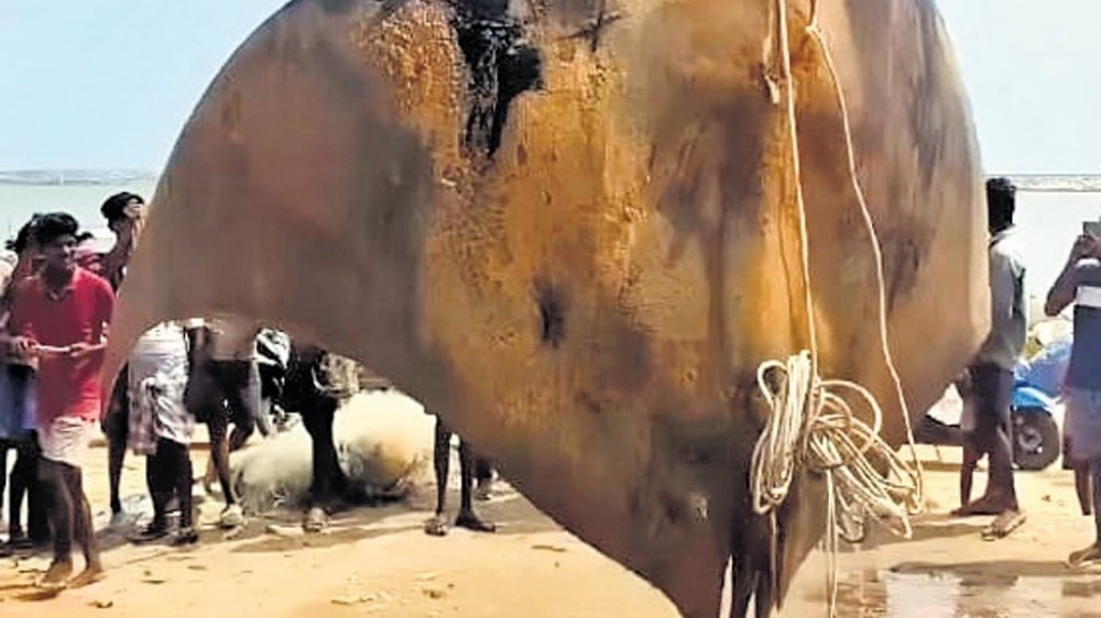 Hindistanda balıqçılar 1 tonluq skat balığı tutublar