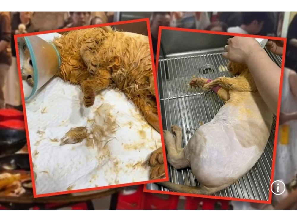 Restoranda pişik qaynayan yağa düşdü,9 nəfər xəsarət aldı