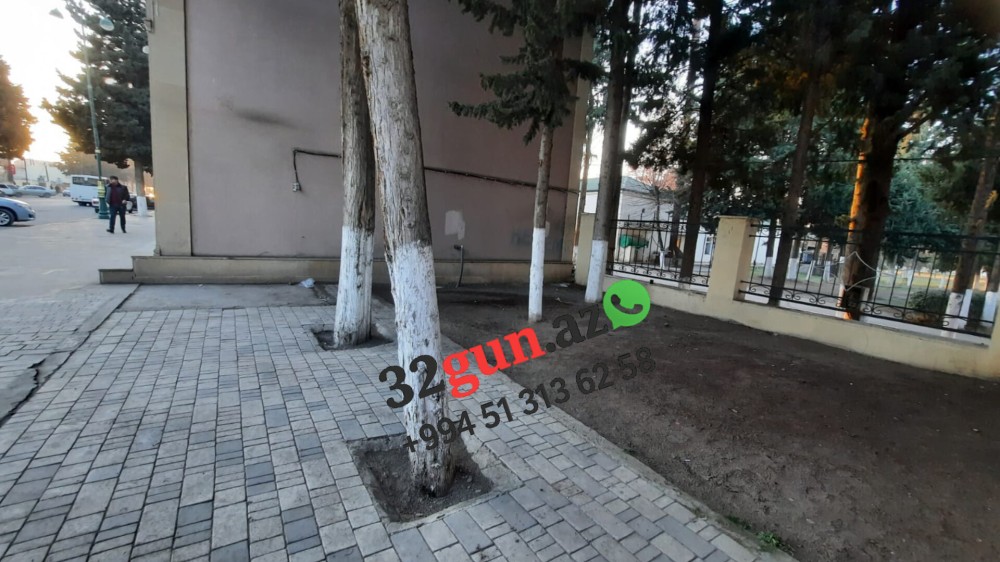 Ağstafada şəhərin mərkəzində "Yaşıl Terror" -/ Ekologiya və Təbii sərvətlər Nazirliyinin idarəsi hara baxır? (VİDEO + FOTO)