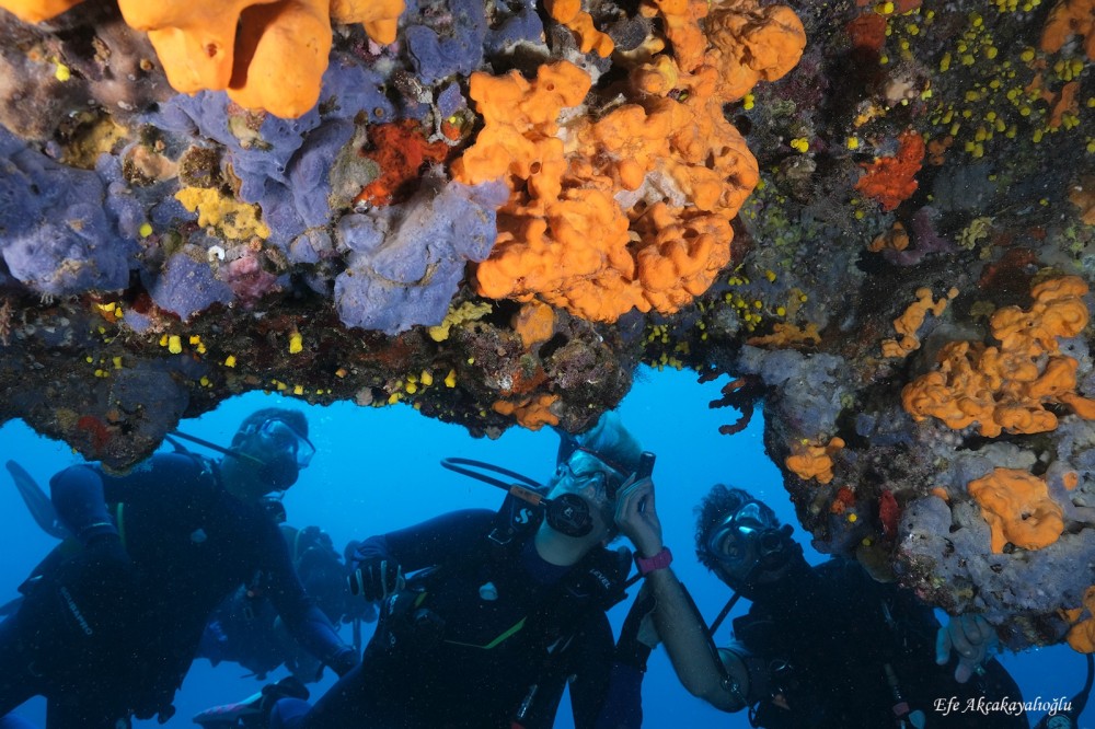 Qallipoli Wreck Fest 2025: Çanaqqalanın sualtı irsi dünya gündəmində –FOTOLAR