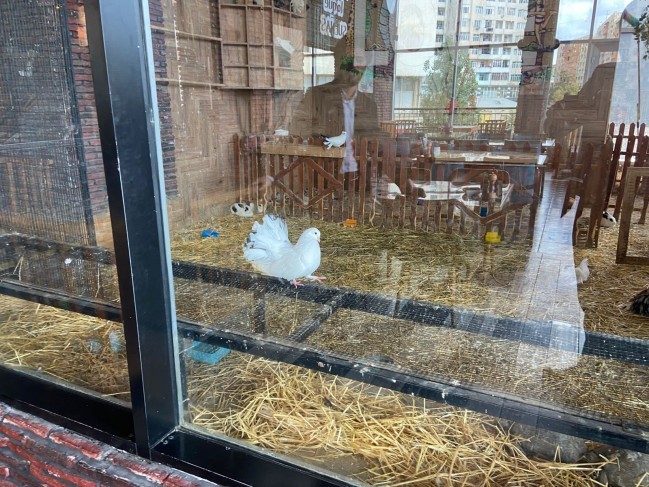 "Kolorit”də heyvanlar qanunsuz saxlanılırmış -FOTOLAR