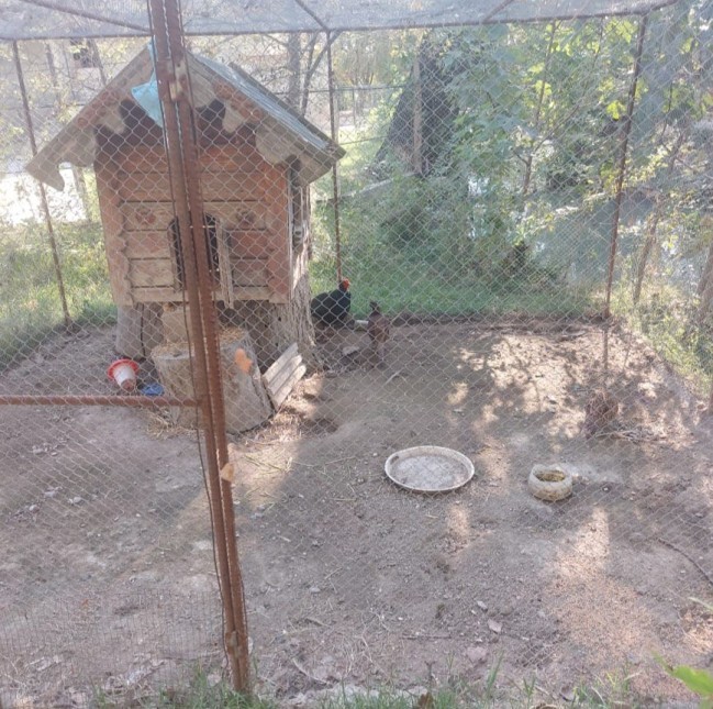 Sərin” və “Göygöl” restoranlarında vəhşi heyvan və quşların saxlanılması aşkarlandı - FOTOLAR