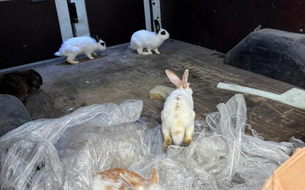 "Kolorit"də saxlanılan heyvanlar aidiyyəti üzrə təhvil verildi -FOTOLAR