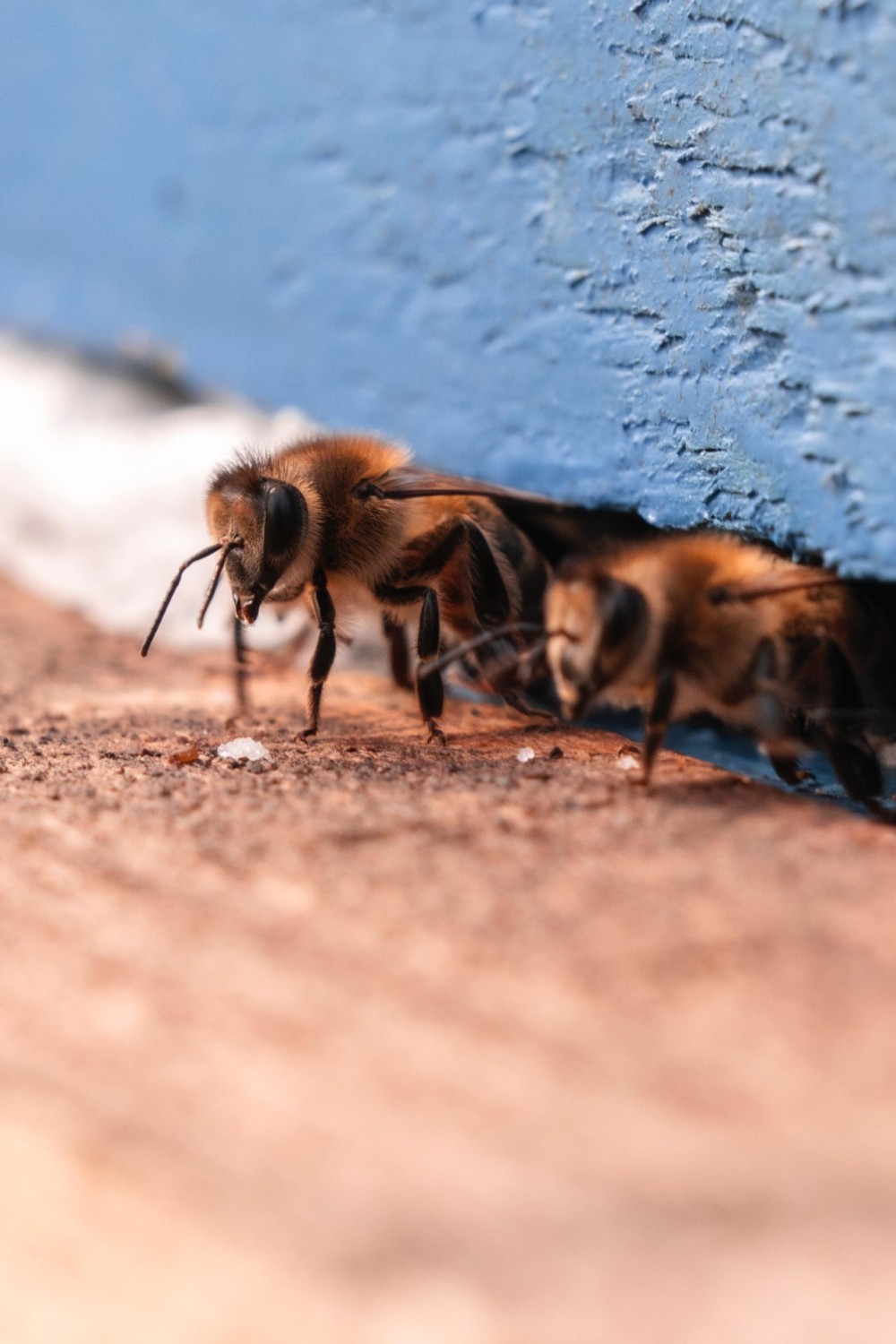 Leyla Əliyeva “Gənc arıçı” layihəsinin iştirakçısı ilə görüşdü -FOTOLAR