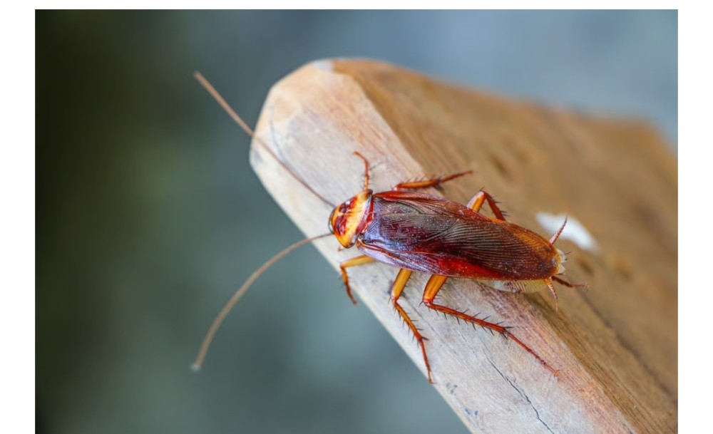 Pekində “tarakanlı kofe” satışa çıxarıldı